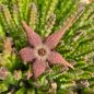 Preview: Stapelia schnizii var. angolensis
